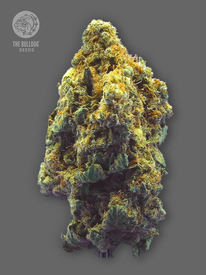 Kush > The Bulldog Seeds | Feminized Cannabis   |  Indica